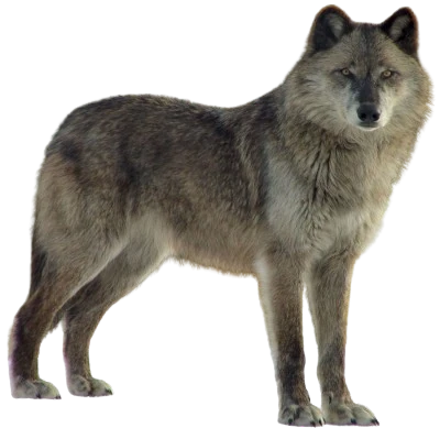 Canadian Wolf