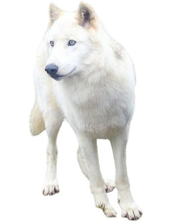 White Gray Wolf