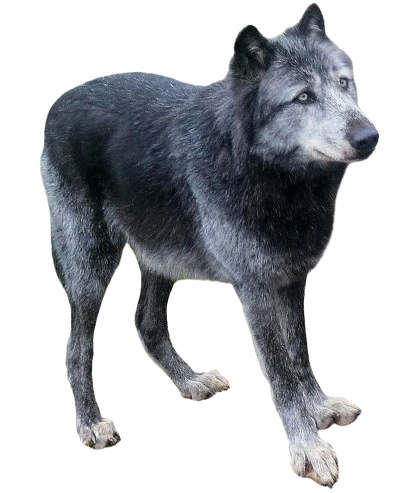 Black Gray Wolf