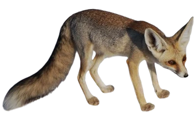 Rüppell's Fox