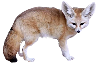 Fennec Fox