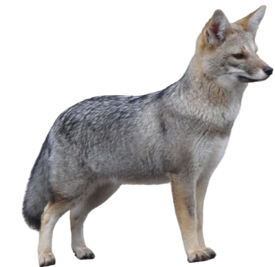 Patagonian Fox