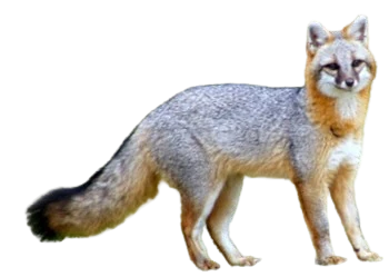 Gray Fox