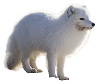 Arctic Fox