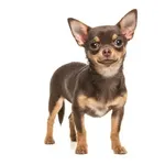 Chihuahua : A faithful and affectionate companion, find the dog that suits you