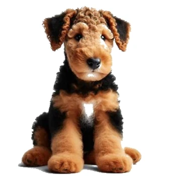 The Terrier Airedale puppy is active and curious