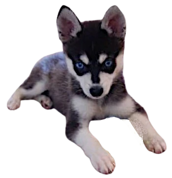 Le Chiot Alaskan Klee Kai est connu pour son caractère énergique