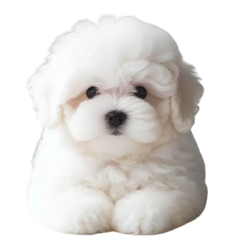 Le Chiot Bichon Bolonais est un petit chien affectueux et joyeux