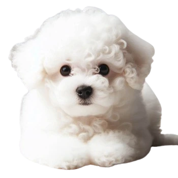 Chiot Bichon Frisé