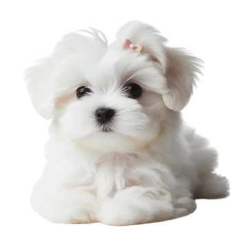 El cachorro maltés de Bichon es suave y cariñoso