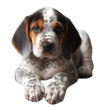 Le Chiot Bluetick Coonhound est un chien de chasse intelligent et énergique