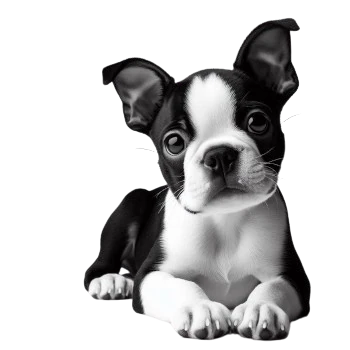 Le Chiot Boston Terrier est affectueux, sociable et plein d'énergie