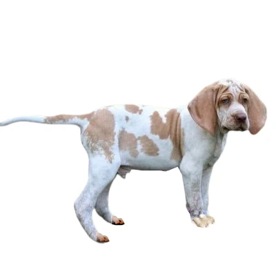 Ariege Pointer Puppies: Playful and curious