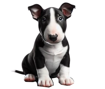 Le chiot Bull Terrier est connu pour son tempérament joyeux et joueur