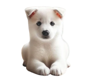 Canaan dog puppy