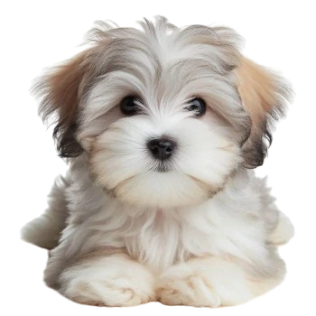 The Dandie Dinmont Terrier puppy has a well -asserted character