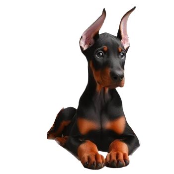 Le Chiot Dobermann est affectueux et loyal