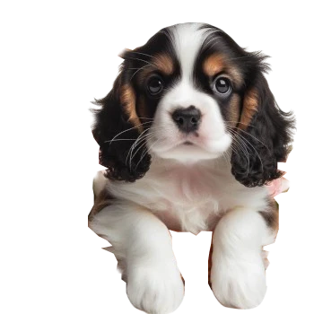 The French spaniel puppy is an active companion