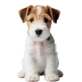 Le chiot Fox Terrier est un petit chien robuste et énergique