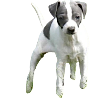 The Rampur greyhound puppy is known for its affectionate character