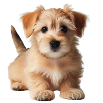 El cachorro Norfolk Terrier es un pequeño perro animado