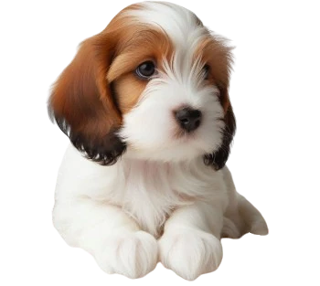 The Petit Basset Griffon Vendée puppy is recognizable by its compact figure