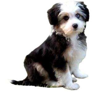 The Powder-Puff puppy is a variety of the Chinese dog with a crest