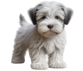 The Sealyham Terrier puppy is famous for its dynamic personality and its charming appearance