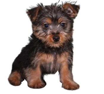 The Australian Silky Terrier is an energetic and affectionate dog