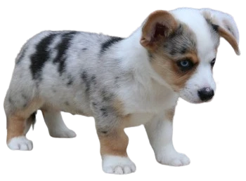 Le Chiot Welsh Corgi Cardigan est un compagnon idéal pour les familles