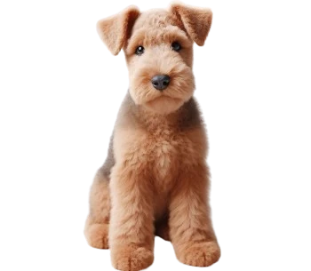 Le Chiot Welsh Terrier est reconnu pour son énergie et son caractère joyeux