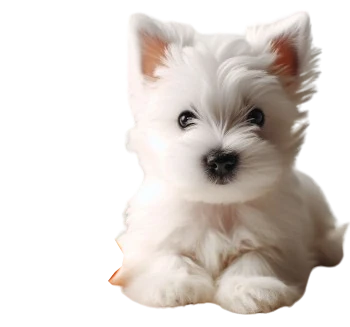 The West Highland White Terrier puppy is known for its energy and curiosity