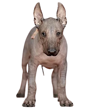 The Xoloitzcuintle puppy is recognized for its unique appearance and calm character