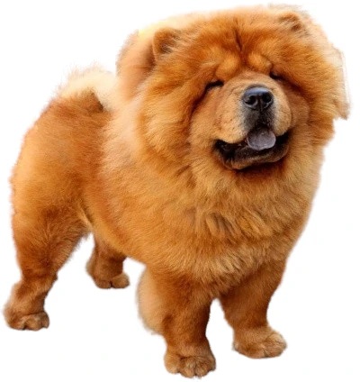Perro Chow-chow