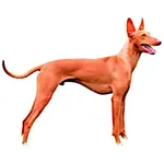 Cirneco Dell Etna : A faithful and affectionate companion, find the dog that suits you