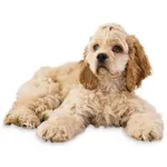 American Cocker Spaniel : A faithful and affectionate companion, find the dog that suits you