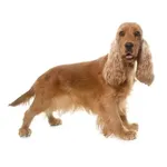 Cocker Spaniel : A faithful and affectionate companion, find the dog that suits you