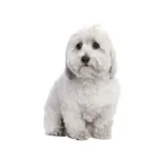 Coton de Tulear : A faithful and affectionate companion, find the dog that suits you
