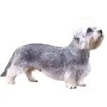 Dandie Dinmont Terrier : A faithful and affectionate companion, find the dog that suits you