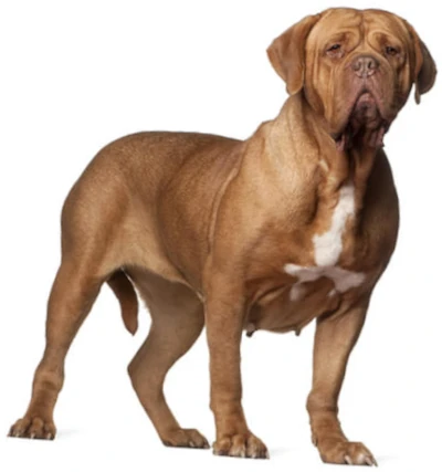 Dogue de Bordeaux or French Mastiff