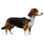 Drever : A faithful and affectionate companion, find the dog that suits you