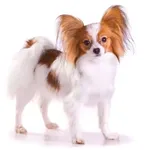 Continental Toy Spaniel : A faithful and affectionate companion, find the dog that suits you