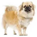 Tibetan Spaniel : A faithful and affectionate companion, find the dog that suits you