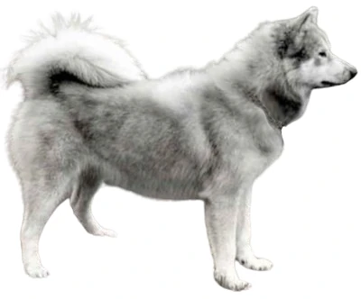 American Eskimo Dog: Behavior, Care and Characteristics