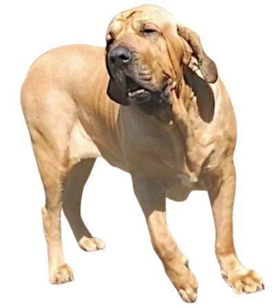 Fila Brasileiro