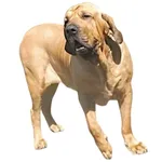 Fila Brasileiro : Comportement, Soins et Caractéristiques