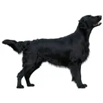 Flat-Coated Retriever : Comportement, Soins et Caractéristiques