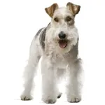 Fox Terrier : A faithful and affectionate companion, find the dog that suits you