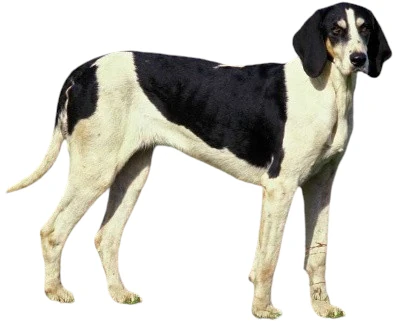 Dog Great Anglo-French White and Black Hound