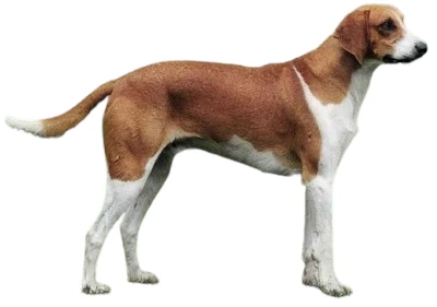 Dog Great Anglo-French White and Orange Hound